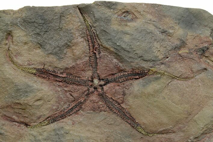 Huge, Detailed Ordovician Brittle Star (Ophiura) - Morocco #352612